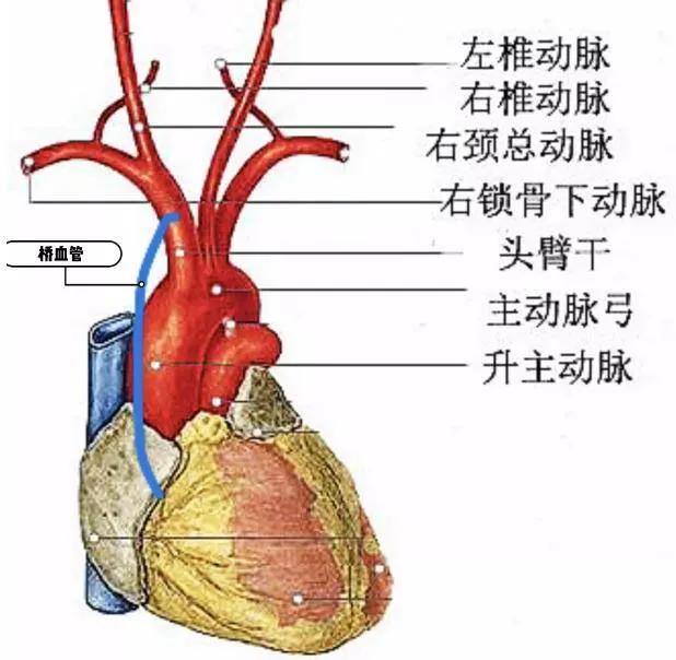 肱动脉的准确位置图片(用血压计测量血压) - 赤虎壹号
