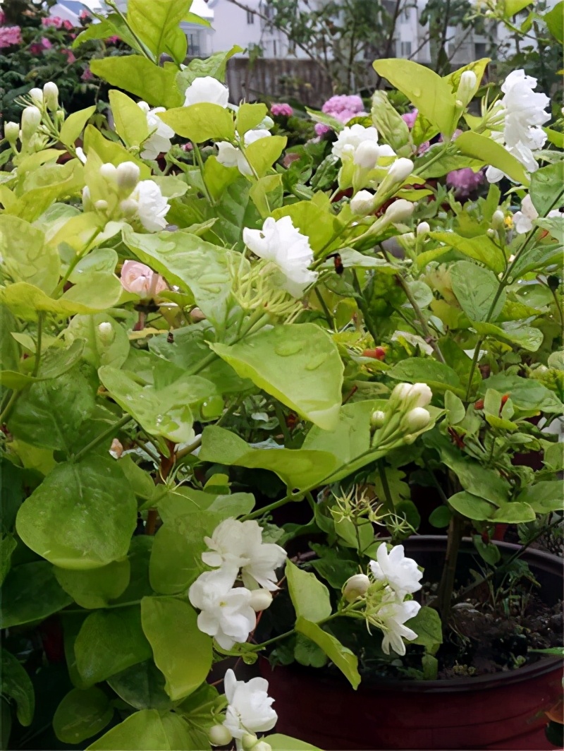 十大最香的花排名（一文详聊10种天然香花）
