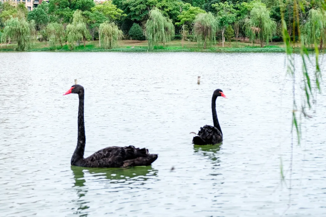 金职喊你免费吃鱼啦