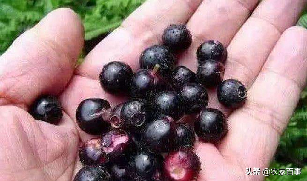 农村一种野草,果实紫得发黑,味道甜中带酸,补钙胜过牛奶鸡蛋