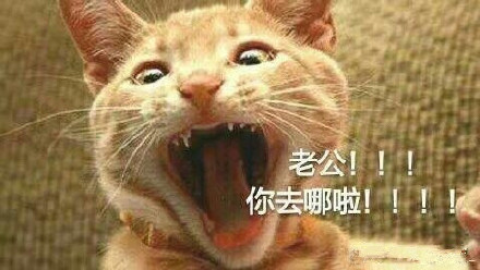 猫咪喊老公表情包合集老公你去哪啦！