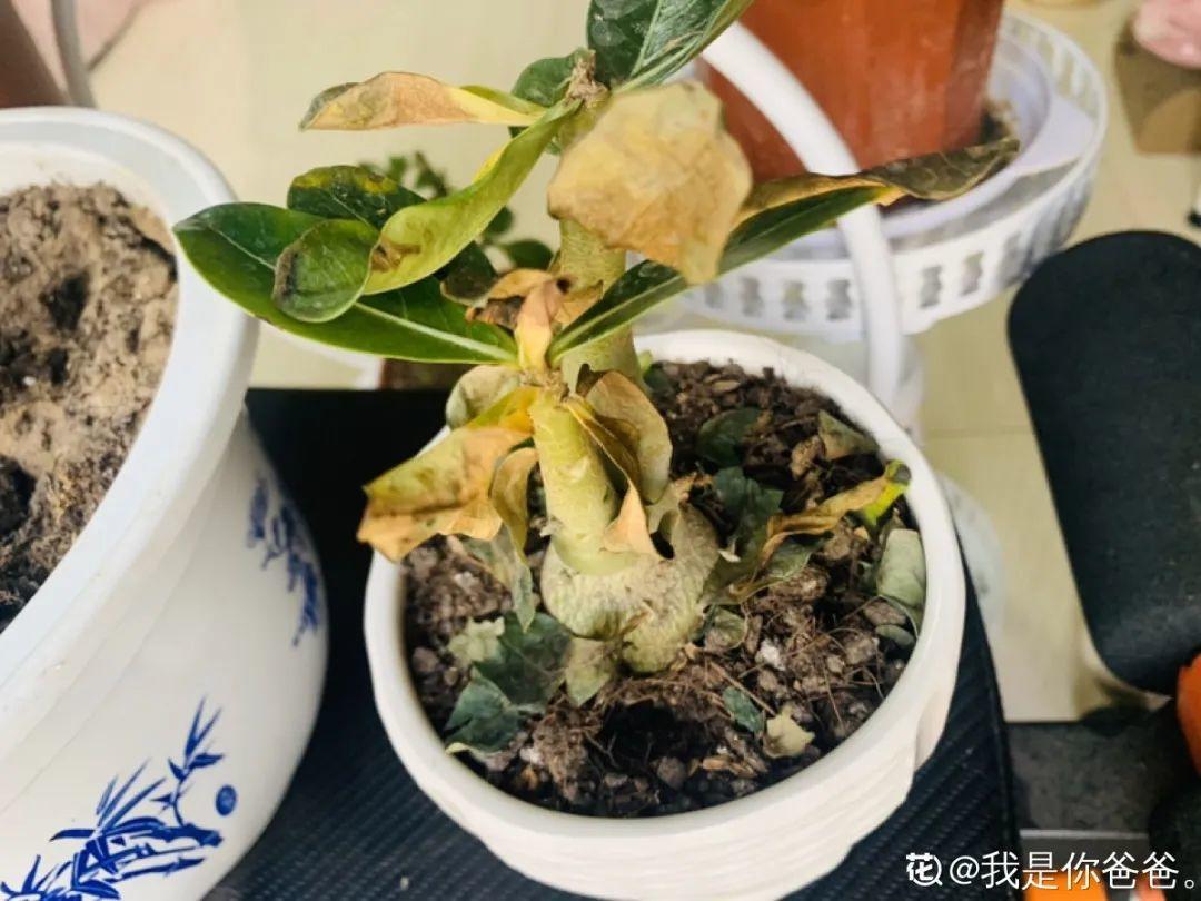 栀子花叶子发黄图解（各种植物黄叶的原因和解决方法）