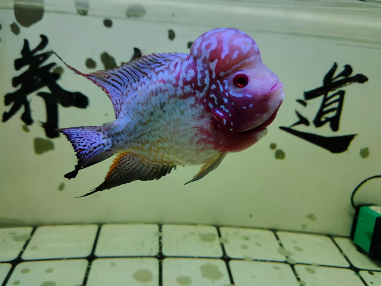 家用鱼缸图片和价格(养鱼) - 价格百科