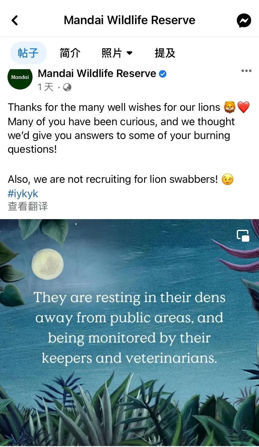 月薪8000新币，新加坡夜间动物园为狮子招聘新冠检测员？
