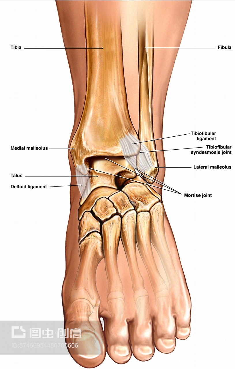 日常理解的踝关节(ankle joint)是由胫骨,腓骨下端的关节面与距骨滑车
