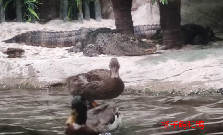 上海水族馆(上海海洋水族馆好玩不？挺好玩，也挺开眼)