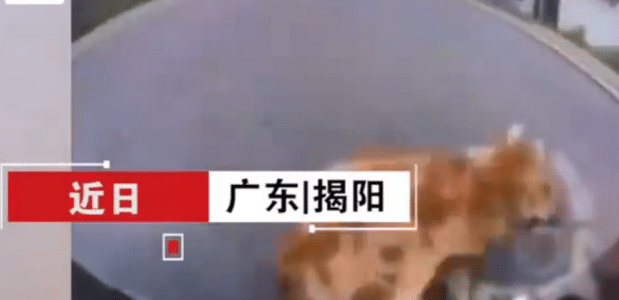 广东揭阳：小狗冲出马路被车撞飞，爬起后愤怒地把外卖员咬了一口