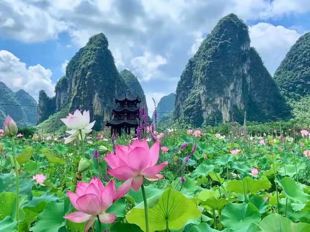 荷花之韵 | 偶然误入这片秘境,原来桃源仙境真的存在