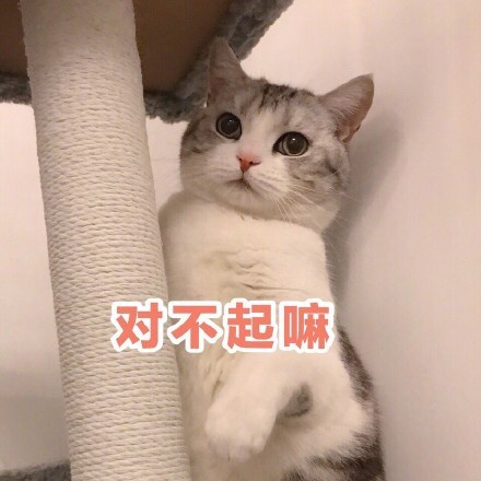 猫咪表情包：这恶心的恋爱味道、