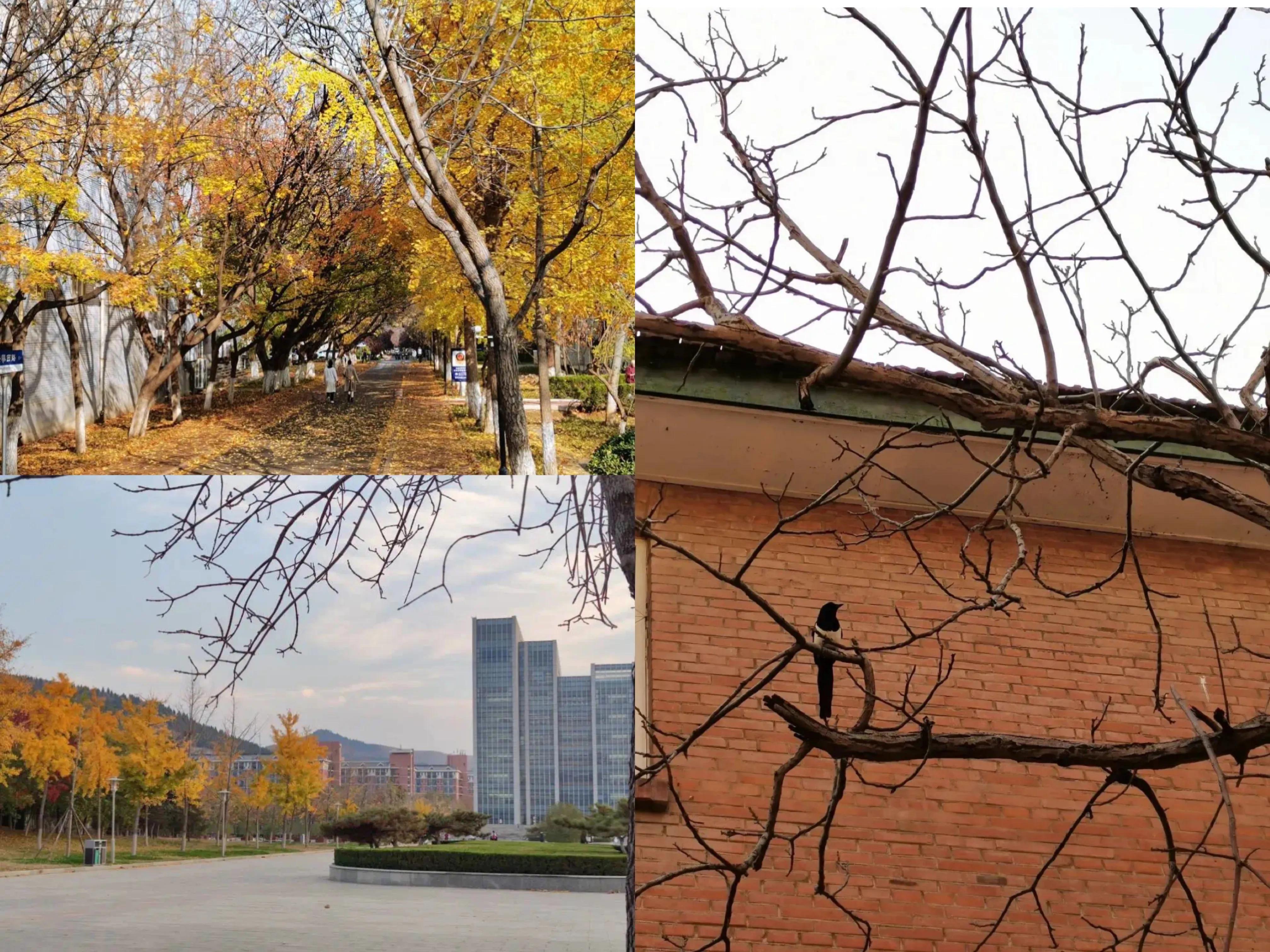 属于你我的，山师四季