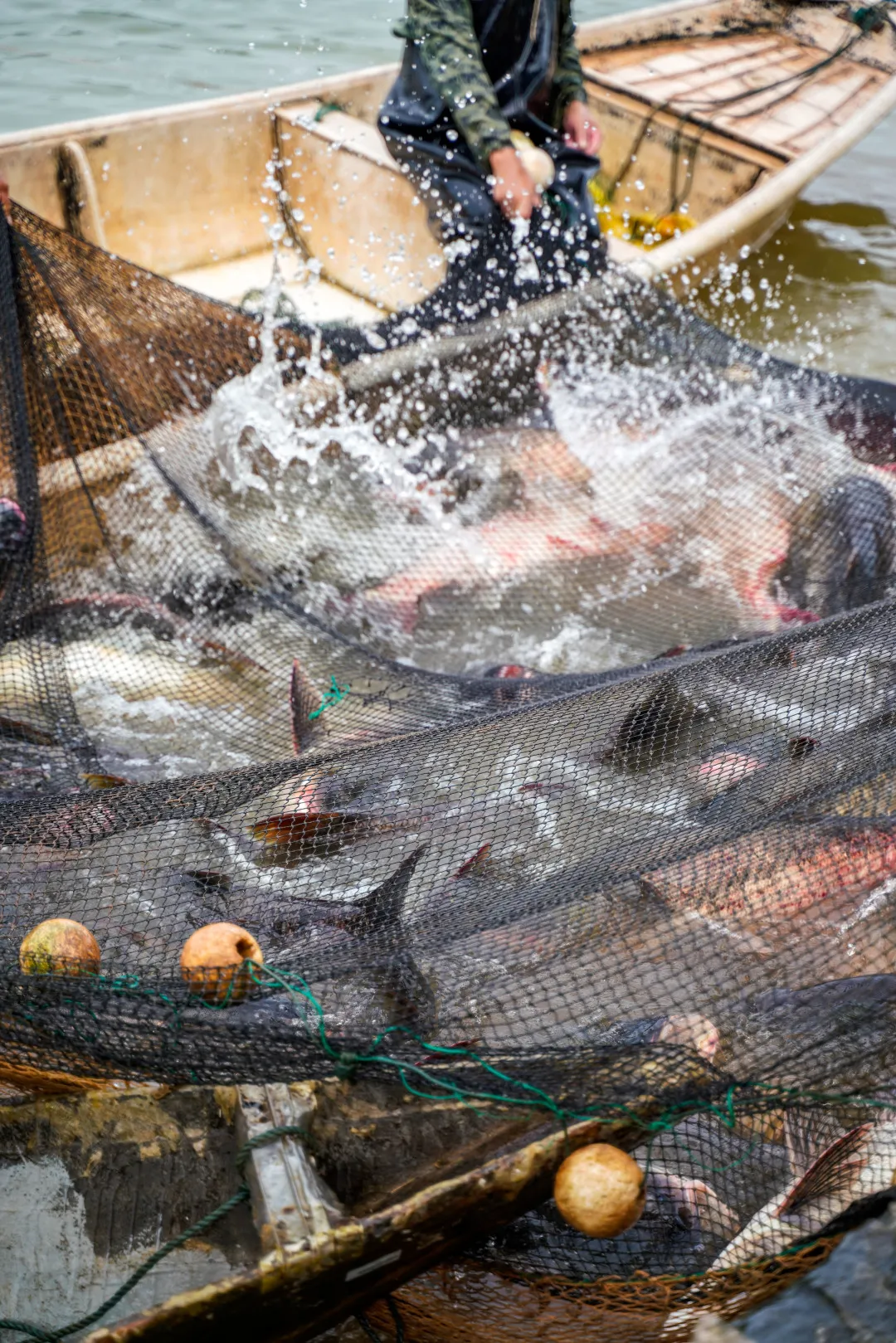 金职喊你免费吃鱼啦