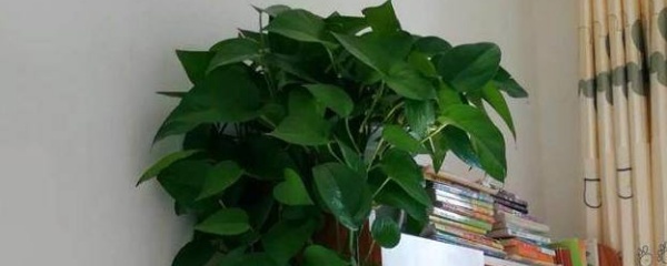 绿萝养护秘诀：让绿萝茂盛生长的实用方法