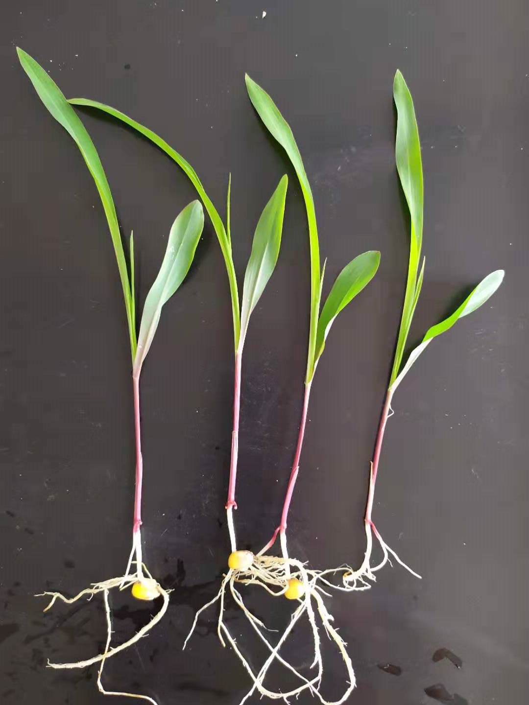 老朋友的这组发芽全过程照片发芽照片