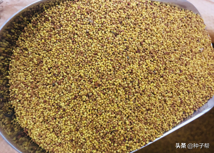 三叶草图片高清（白三叶植株的形态特征介绍）