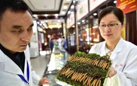 冬虫夏草冬季进补最佳食用方法