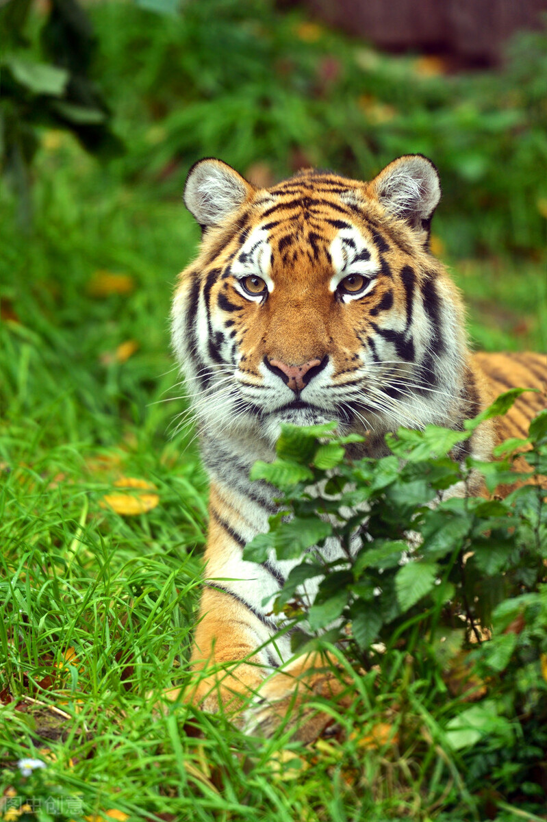 虎子图片(虎王争夺战规矩奇特) - 赤虎壹号