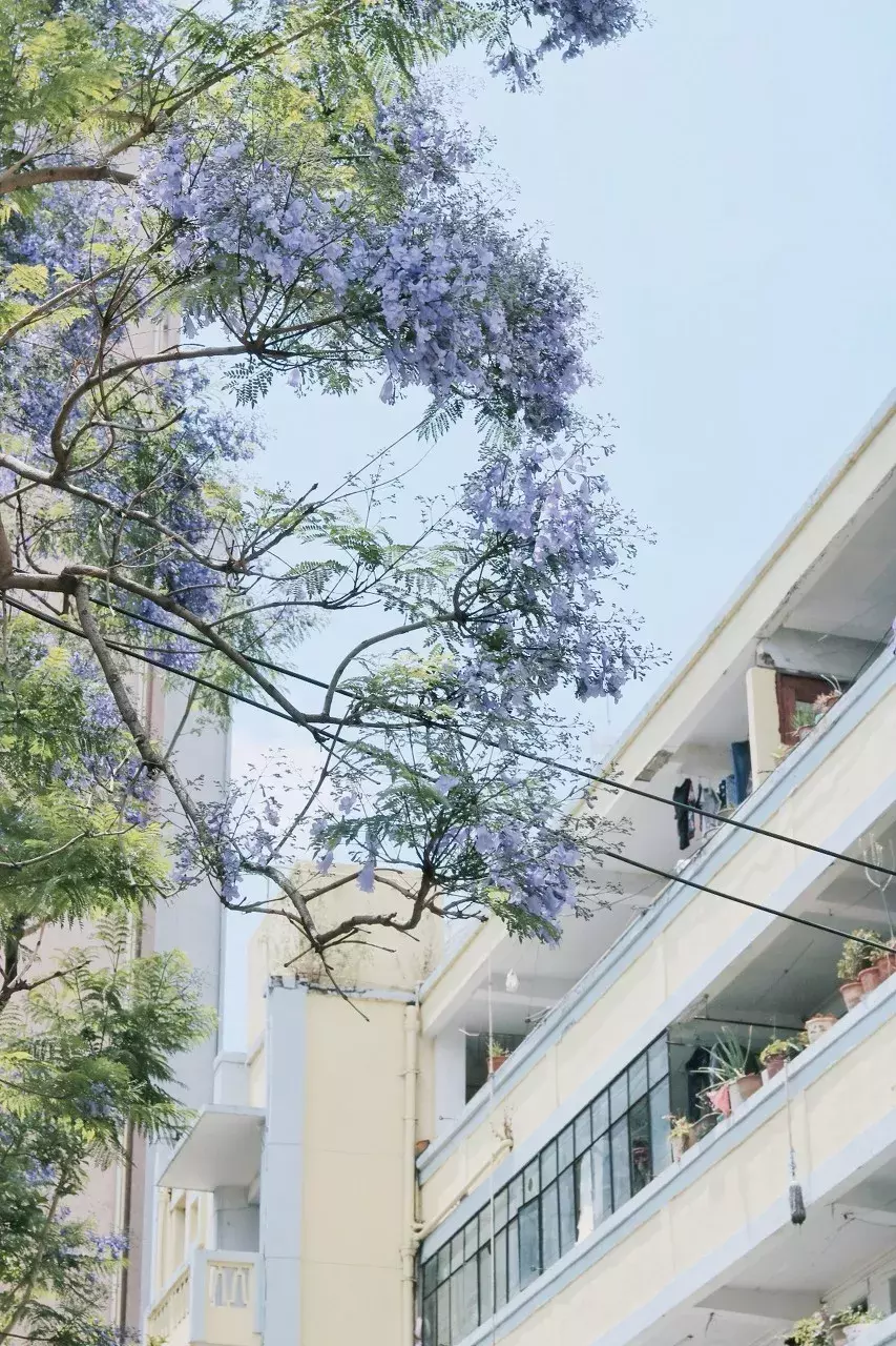 中国春天最美的10座大学，好想回去谈一场恋爱