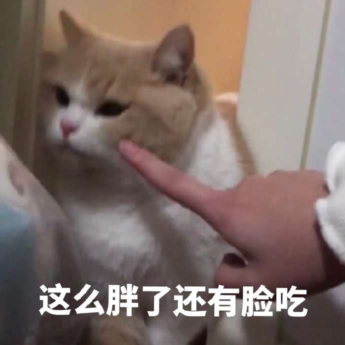 猫咪表情包：你的良心不会痛吗