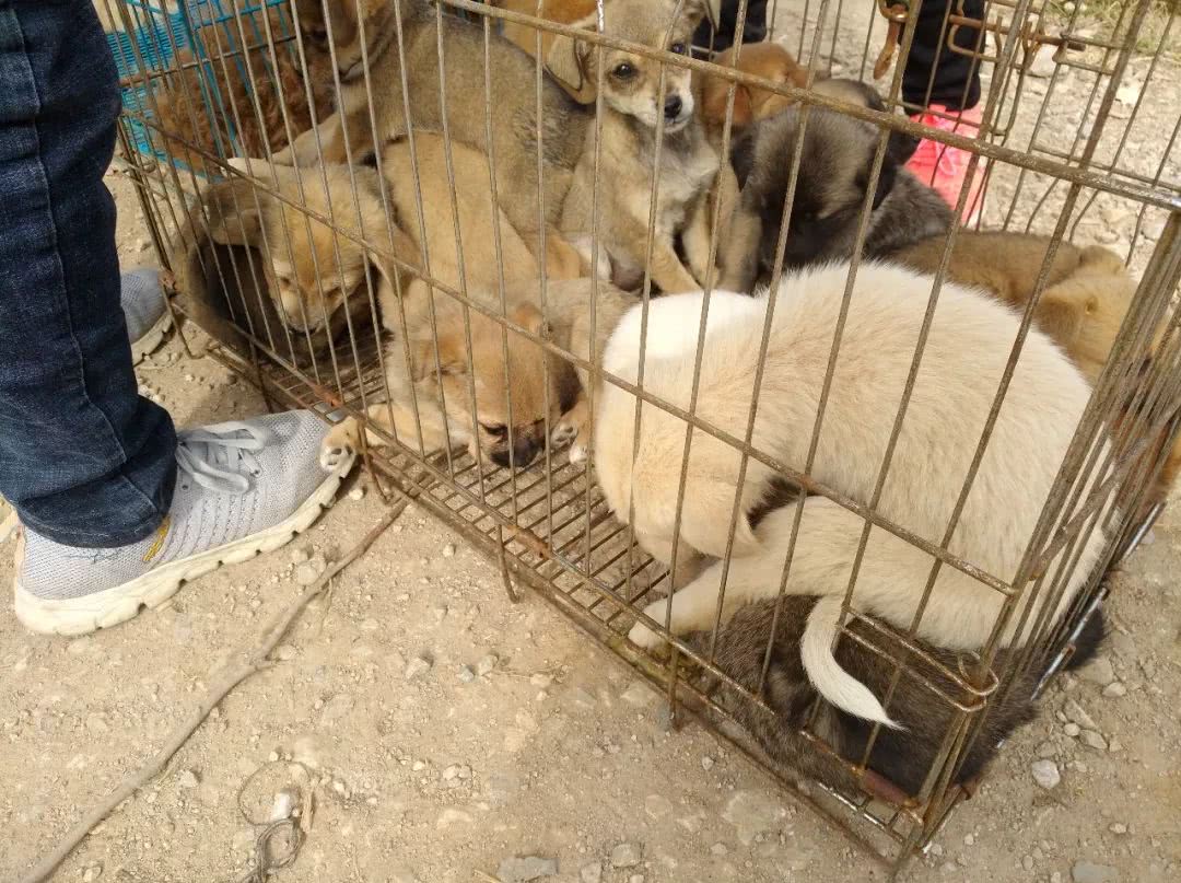 狗市:价格低廉的土狗批发受人欢迎,也要注意别买到"星期狗"!