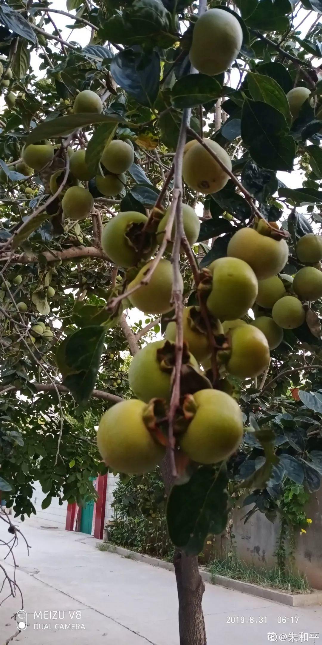 庭院适合种植什么树（适合在院子里养的9种树）