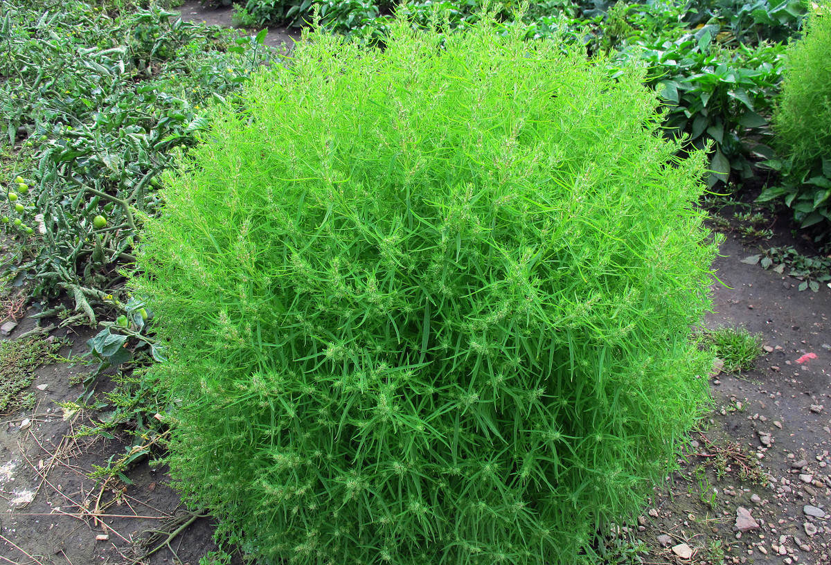 春季扫帚苗鲜嫩,你知道怎么吃吗?