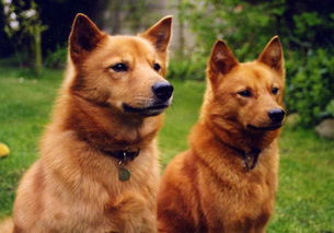 芬兰狐狸犬（每日一犬之芬兰波美拉尼亚丝毛狗）