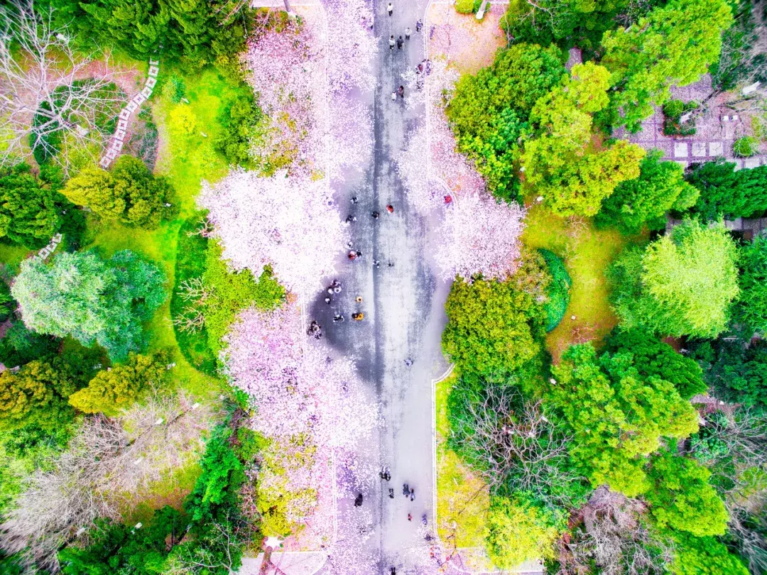 中国春天最美的10座大学，好想回去谈一场恋爱