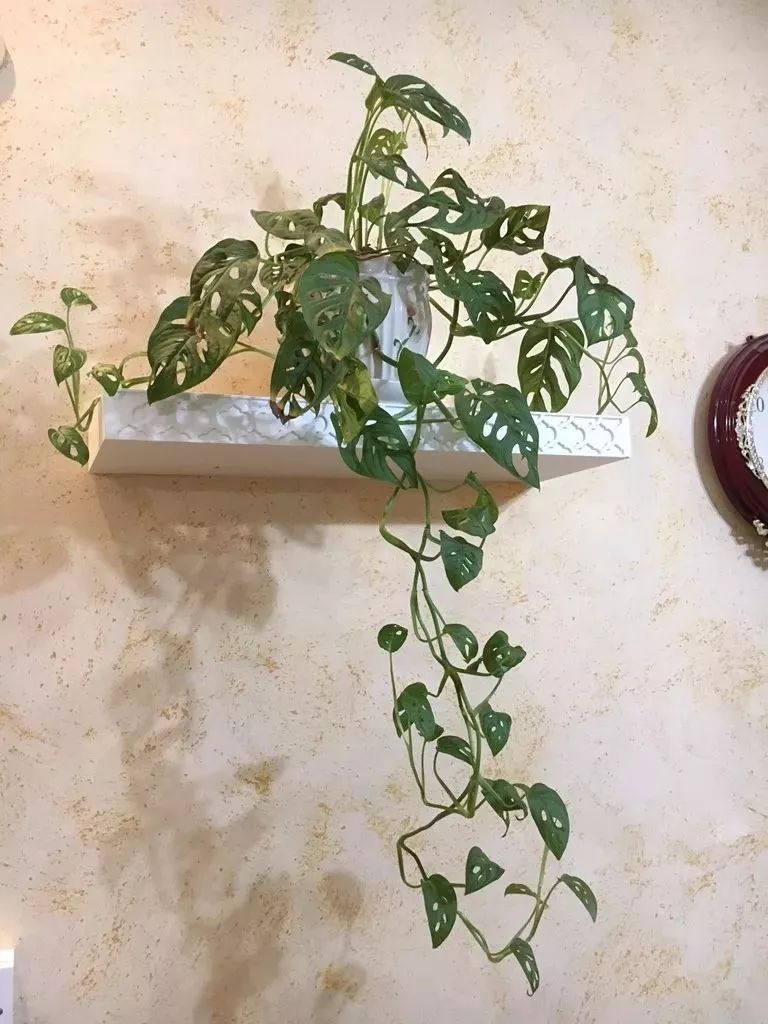 很耐阴的5种盆栽观叶植物,晒多了叶子会晒伤,严重时会枯萎