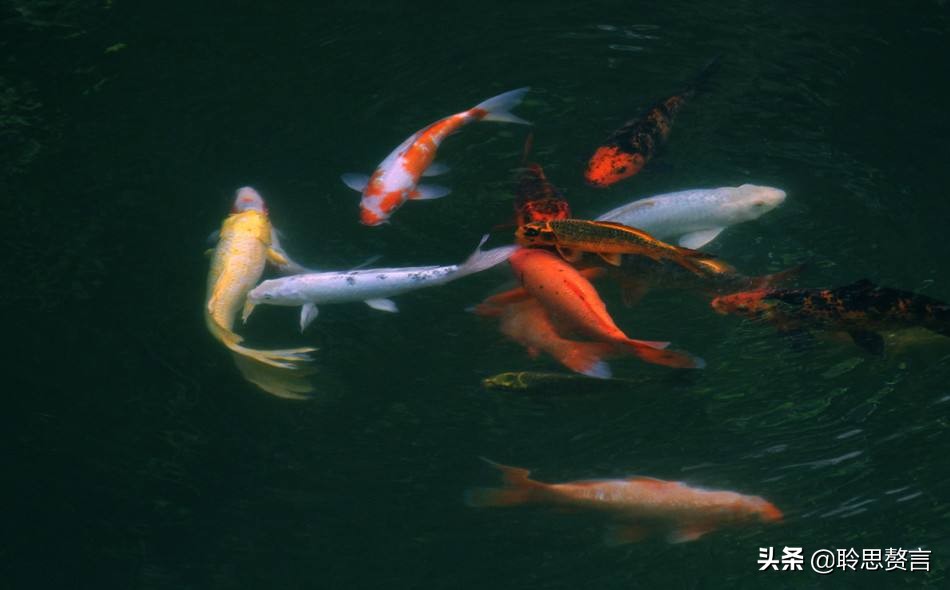 观鱼诗词精选二十四首 我嗟不及群鱼乐，虚作人间半世人