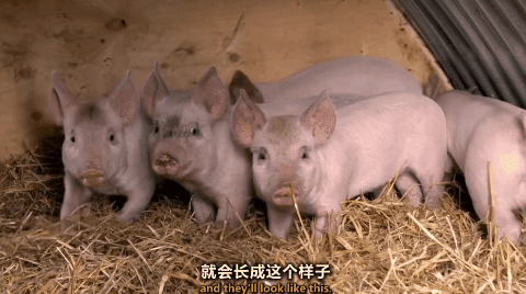 香肠怎么做最好吃？用什么部位的猪肉做最好？