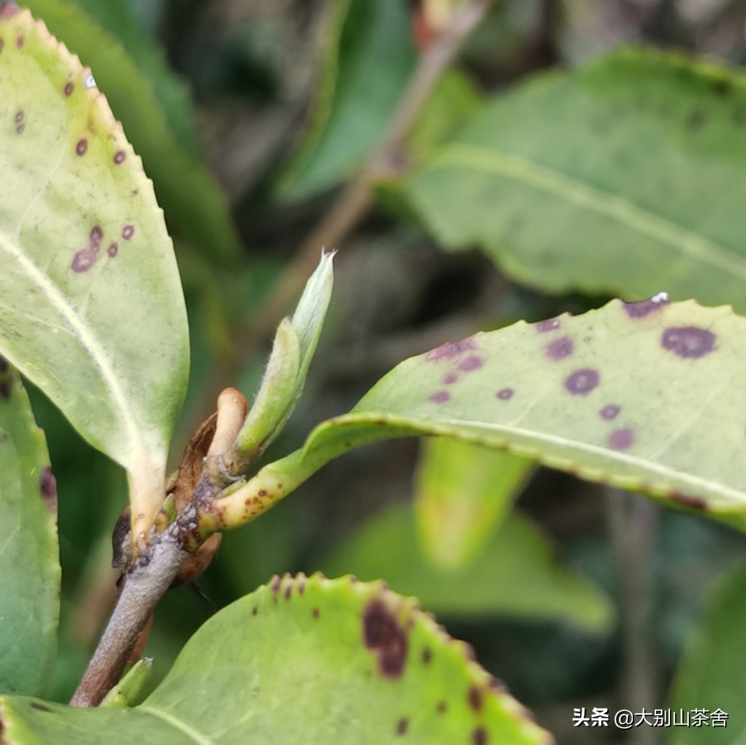 大别山采茶日记，茶季总结：茶歇犹依依，回首数峰青