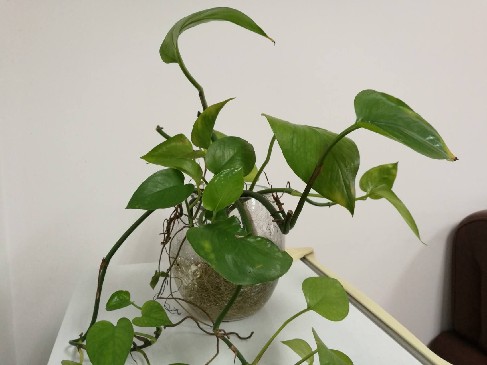 绿萝的繁殖方法及养殖注意事项