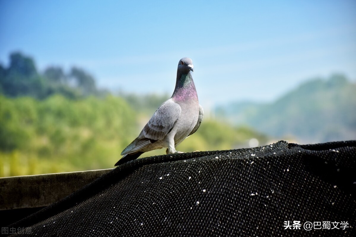 散文:生日放飞野鸽子