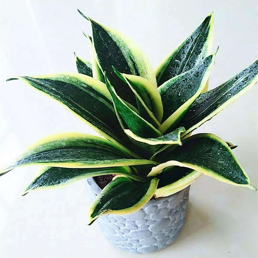 原来虎皮兰如此美,清新可爱不输多肉