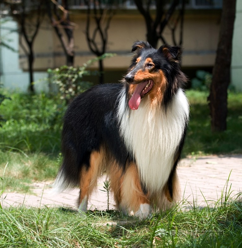 世界犬种智商排名榜前 30 名的聪明狗狗