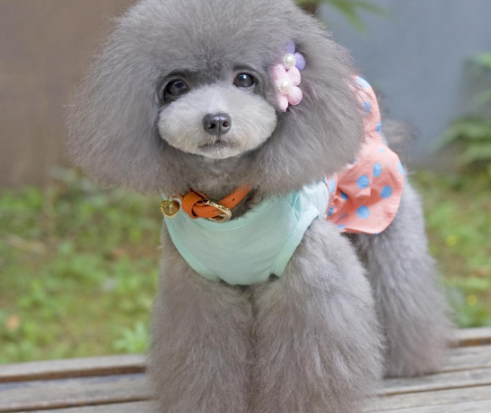 再对泰迪做这些事,它会很"嫌弃"你