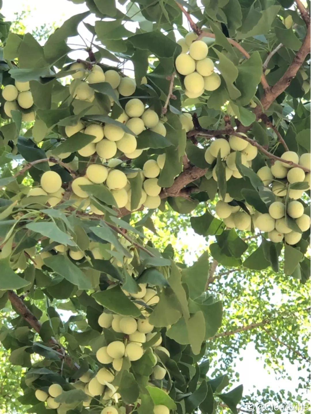 庭院适合种植什么树（适合在院子里养的9种树）