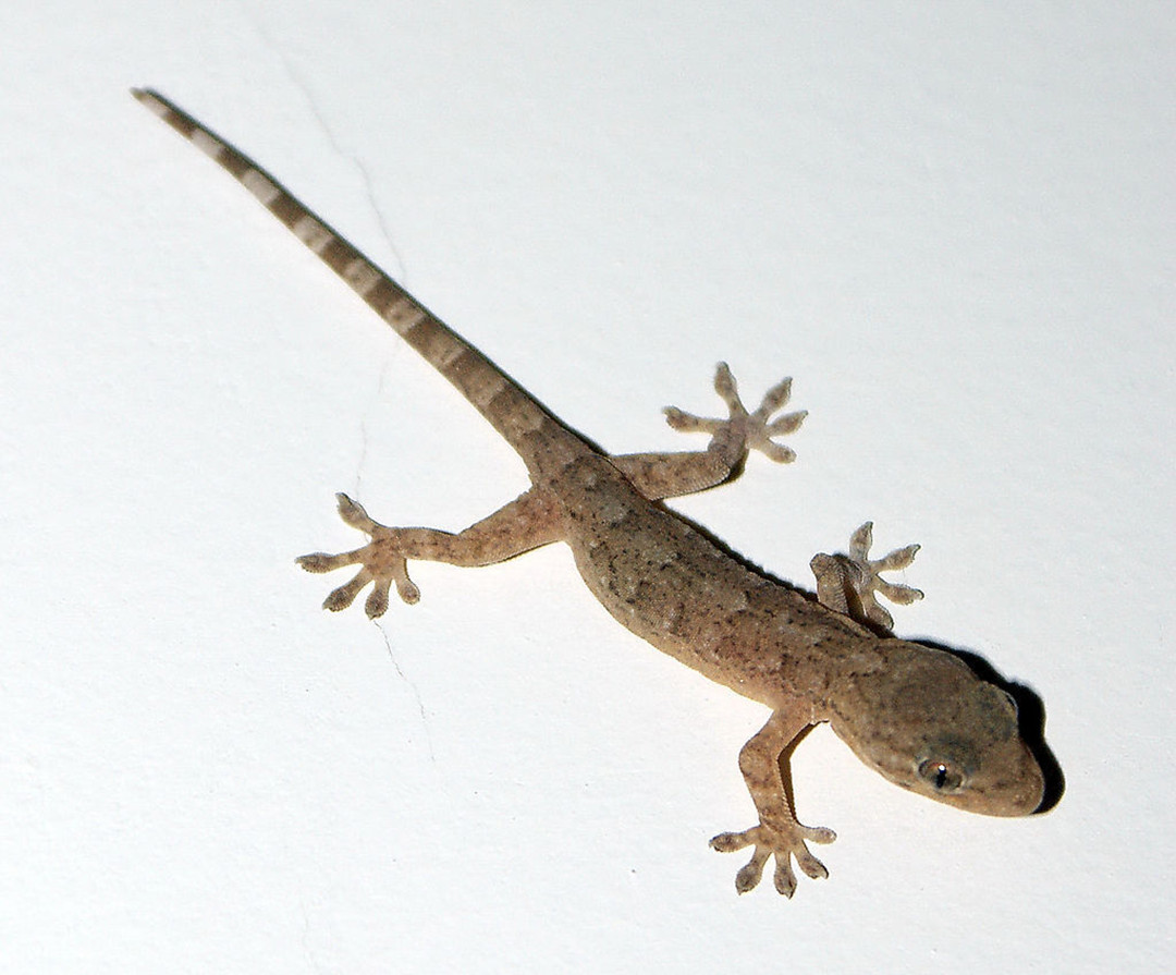 壁虎有毒吗会咬人吗(人畜无害的壁虎位居五毒之一的原因)