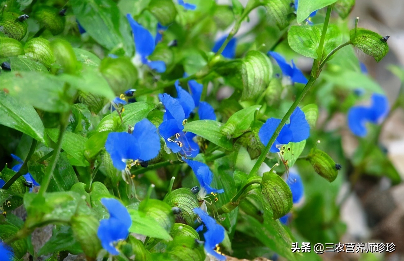 农村曾喂猪的野草，如今成了养生菜，现在才知道它的价值，了解下