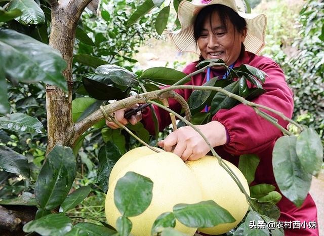 柚子树几年开花结果（柚子高产栽培管理方法）