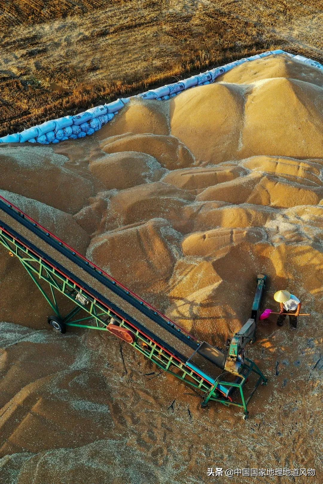 想不到！一粒小麦竟这样改变了中国