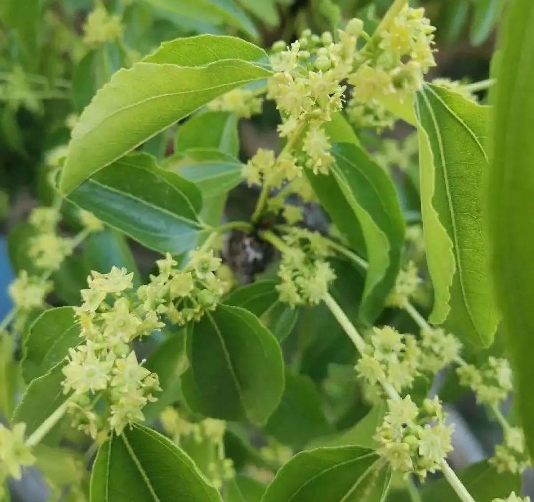 玉兰花树的风水禁忌（5大鬼树不要种种树都是有讲究的）