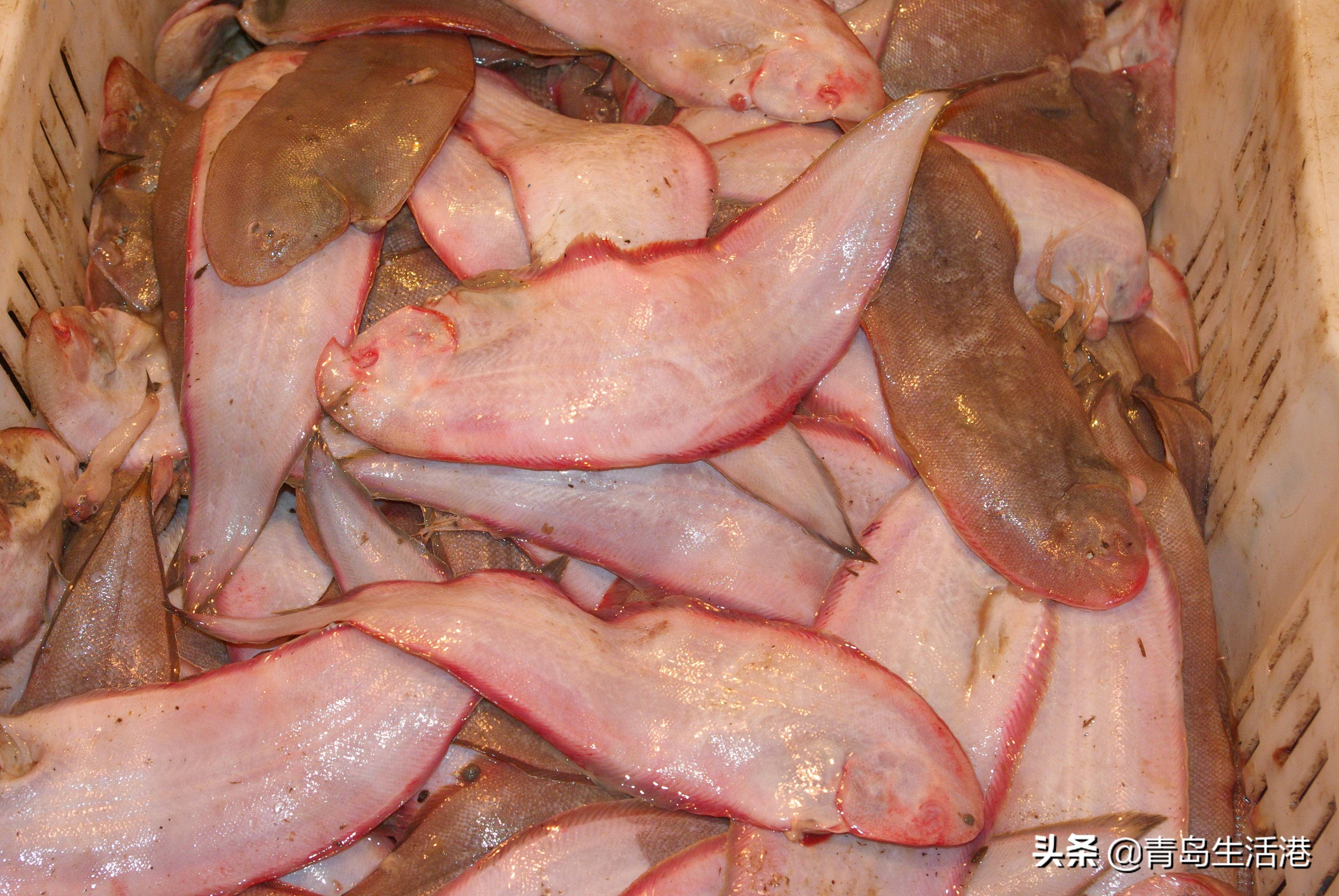青岛来了一批舌头鱼,当心"鲜掉"你的舌头