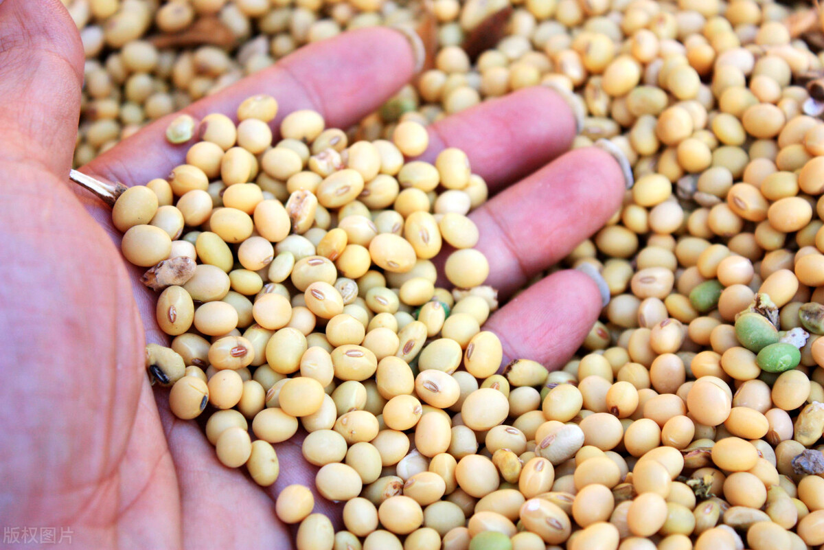 黑龙江黄豆今天最新价格东北大豆