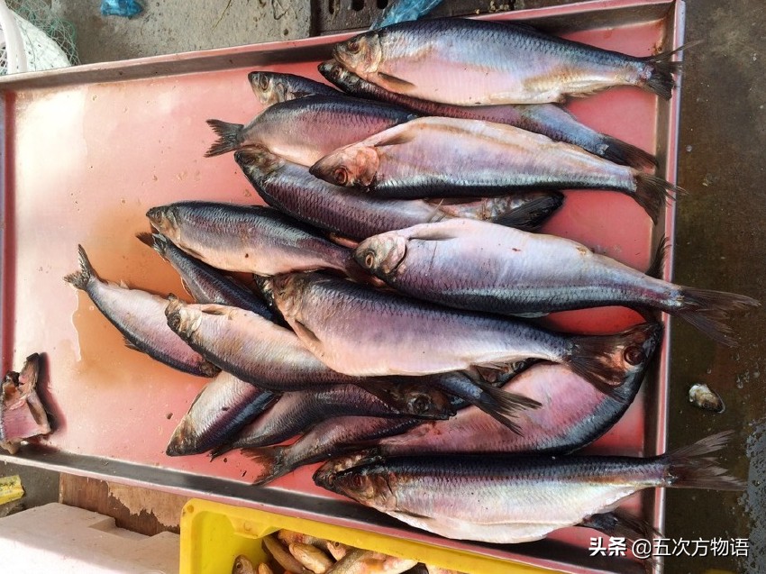 沙丁鱼中国叫什么(真正的“沙丁鱼”长什么样？)