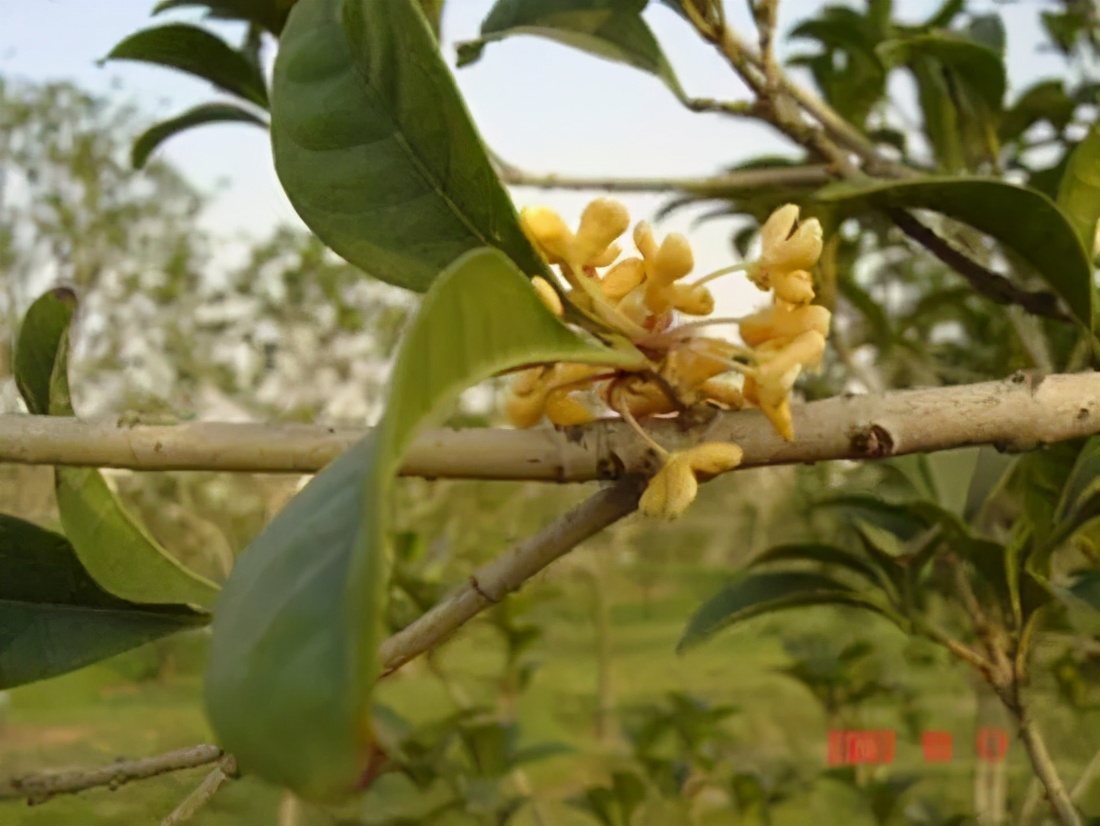 大花四季桂▼20.大叶檀香桂▼21.大叶佛顶珠▼22.馥桂▼23.