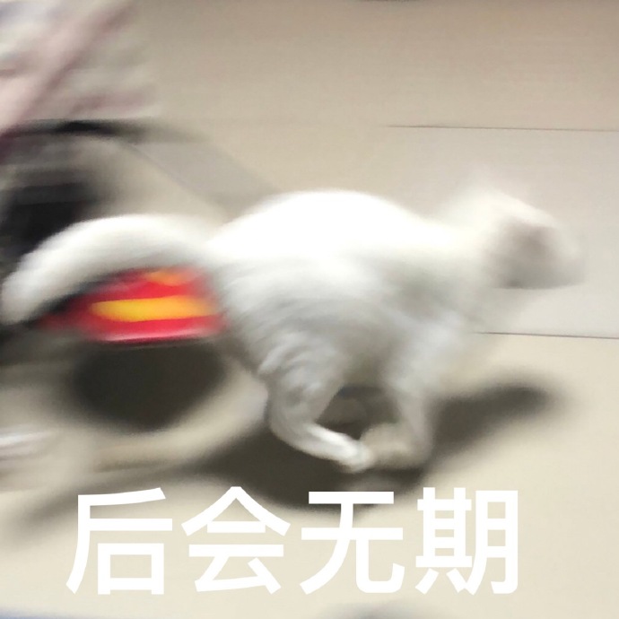 猫咪表情包｜睡了告辞