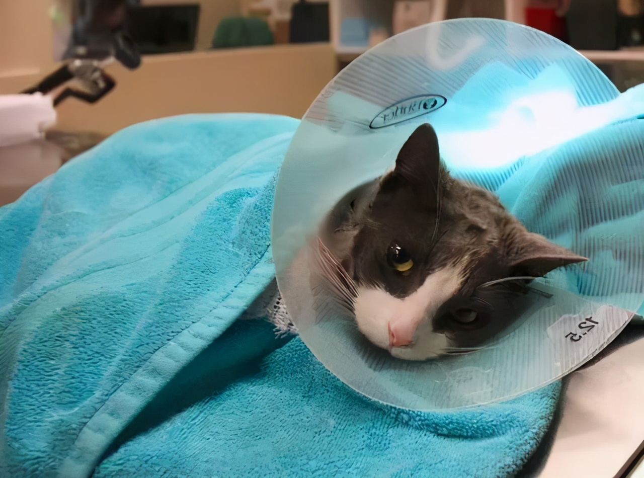如果猫咪不做绝育的话，7年后会有什么变化？