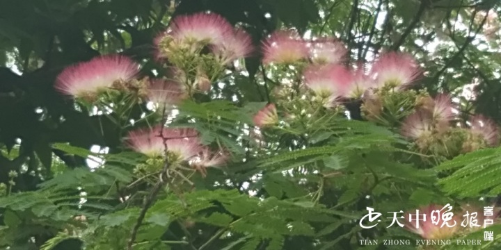 花花红映日，叶叶绿含烟！合欢花绽放灿若云烟