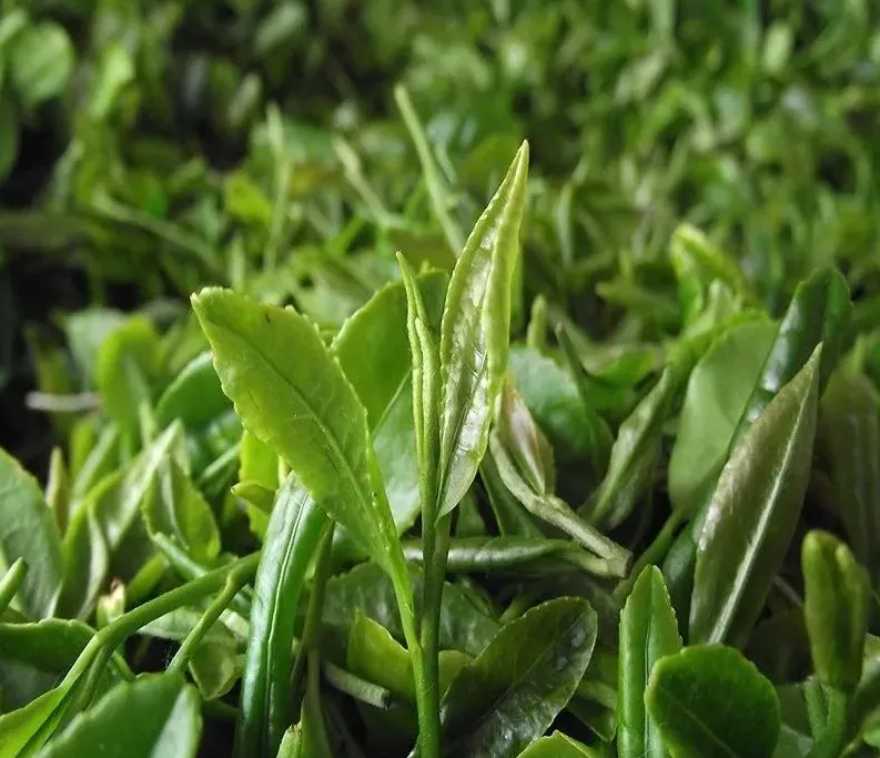 泰安女儿茶价格(请收下这波来自泰山茶的安利) - 价格百科